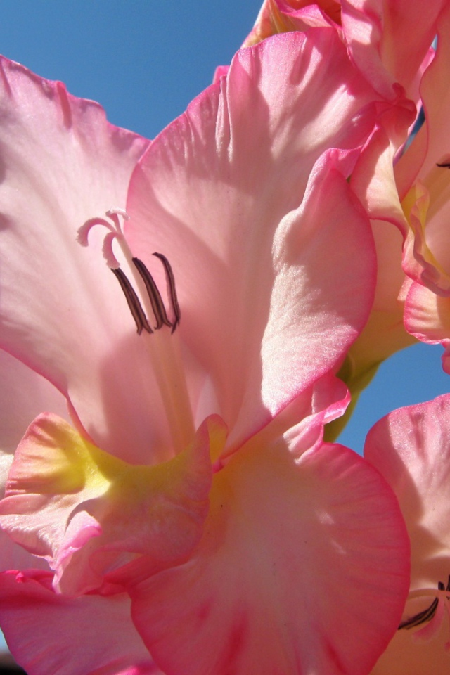 Нежно розовые цветы гладиолуса