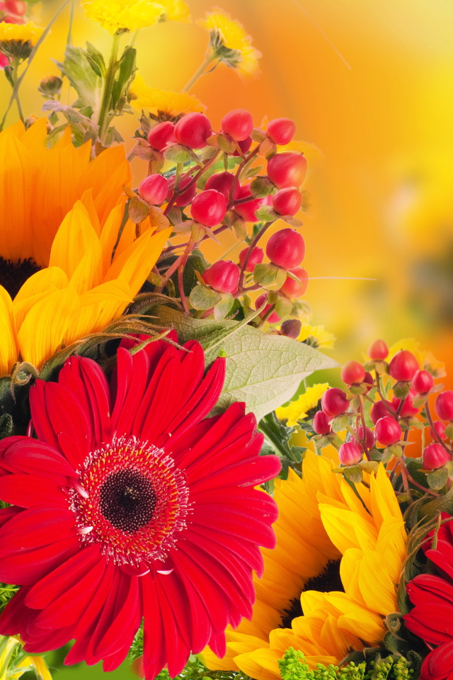 Красивые цветы гербера на поляне