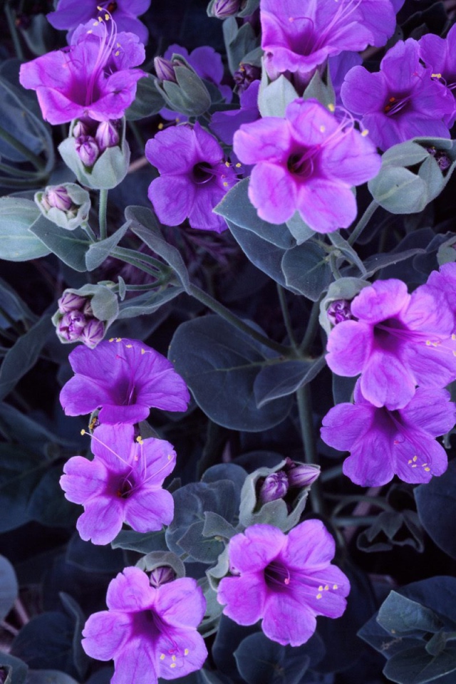 Цветы гиацинта 