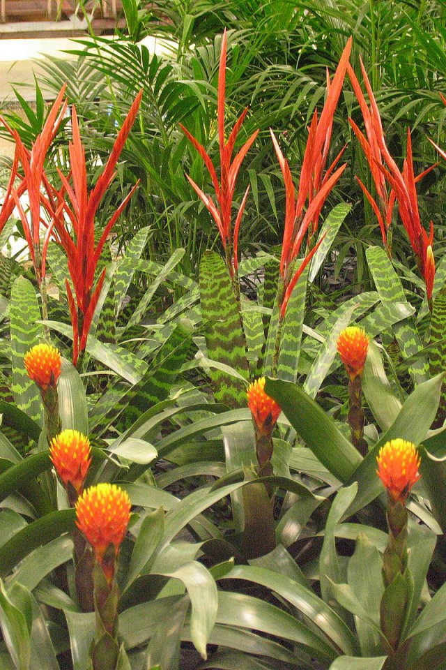 Имбирь (роскоя) на дачном участке