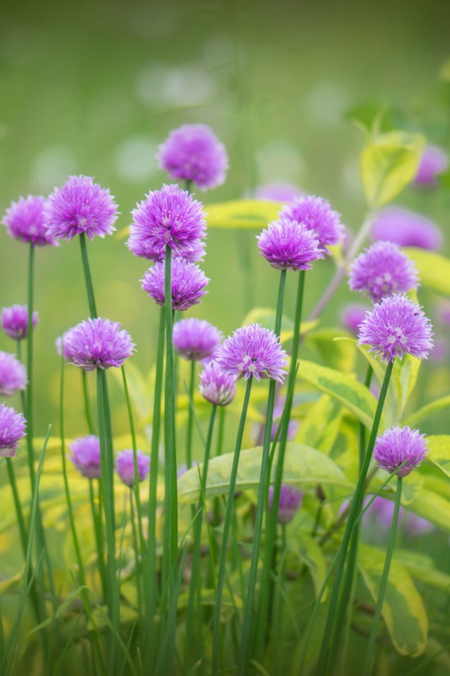 Поляна для отдыха