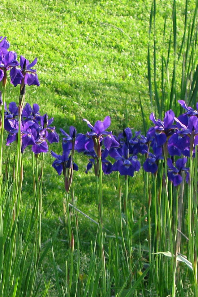 Полянка с ирисами