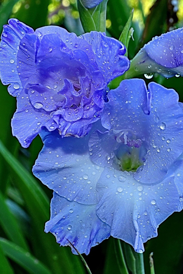 Гладиолусы в утренней росе