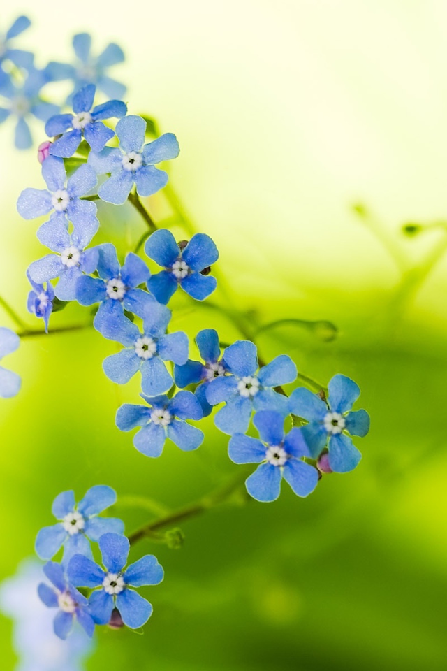 Прекрасные цветы