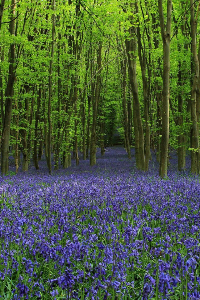 Роща среди густых колокольчиков