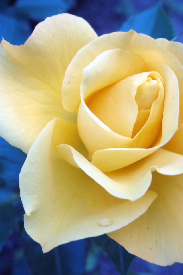 Растущий цветок