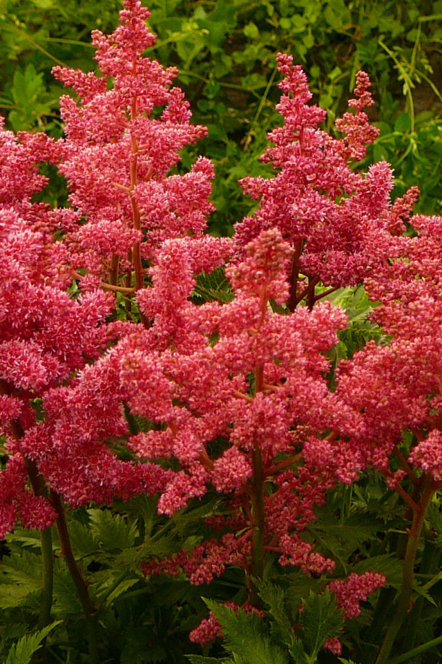 Выращивание цветов астильба в саду