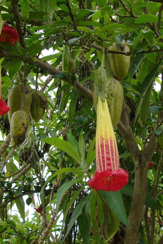 Выращивание растения бругмансия в саду