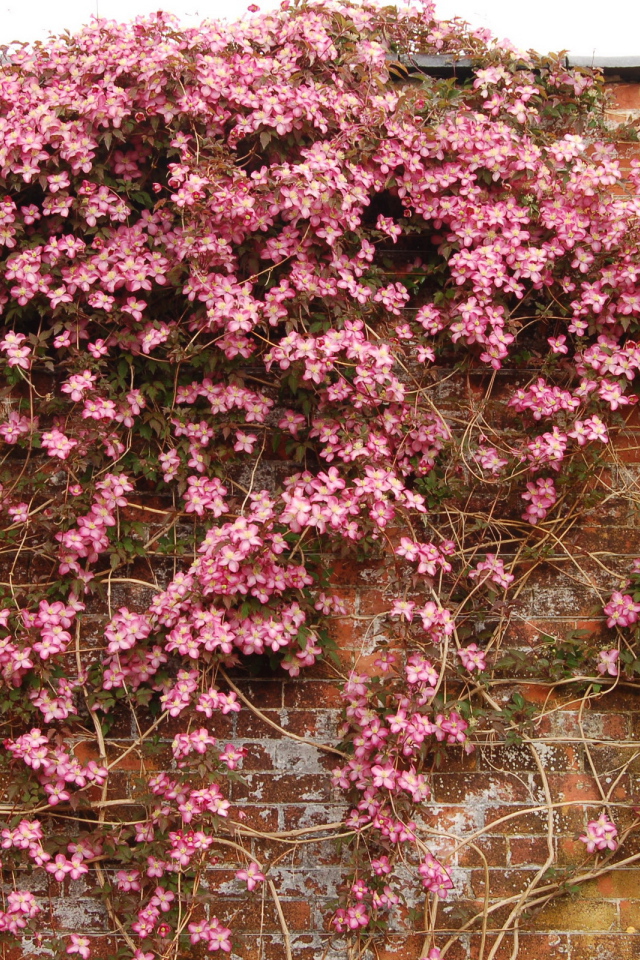 Выращивание цветов клематис в саду