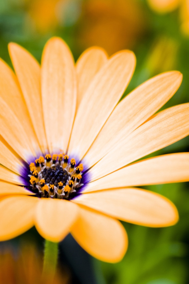 Растущие цветы