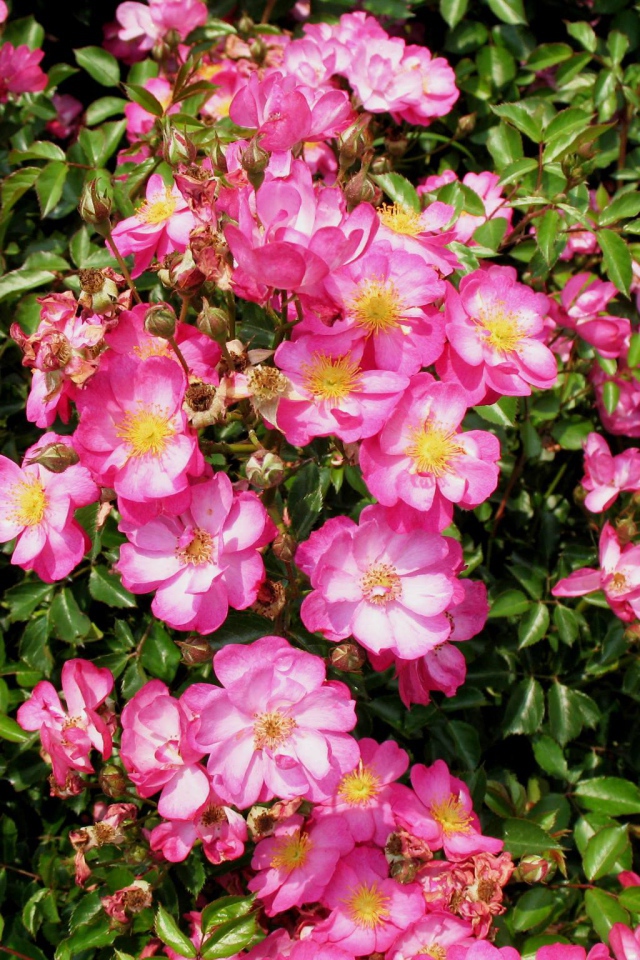 Выращивание цветов кларкия (годеция) в саду