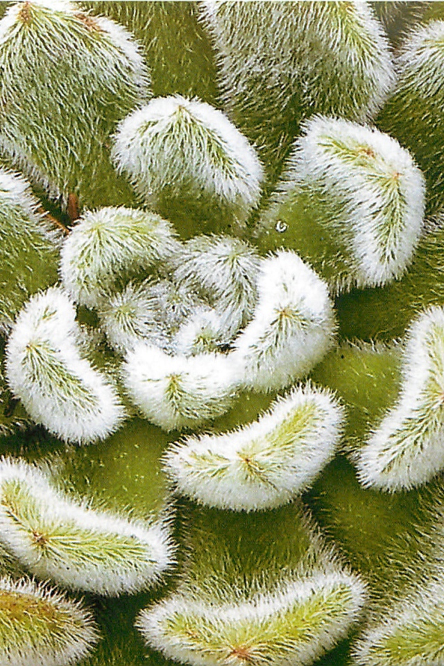 Выращивание цветов эхеверия (эчеверия)  в саду