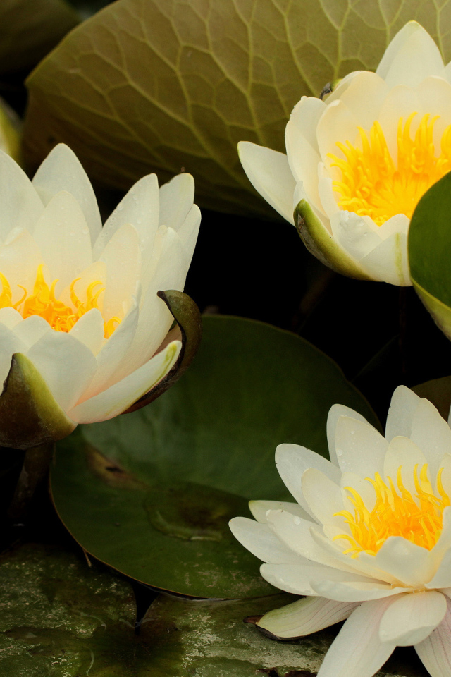 Выращивание цветов лилия на дачном участке