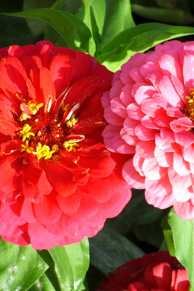 Выращивание цветов цинния (циния) в саду