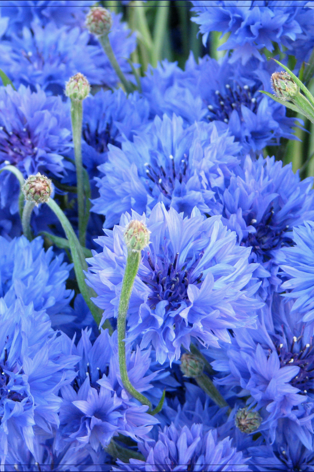 Выращивание васильков в саду