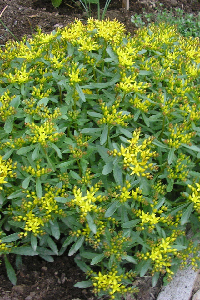 Выращивание седум в саду