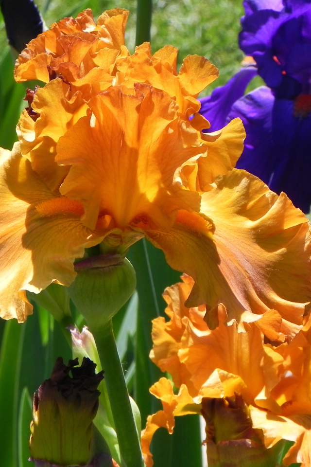 Выращивание цветов ирисы в саду