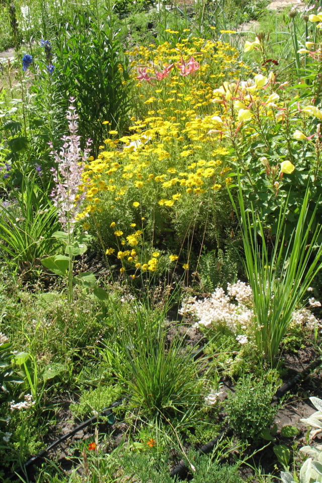 Выращивание растения бузульник в саду