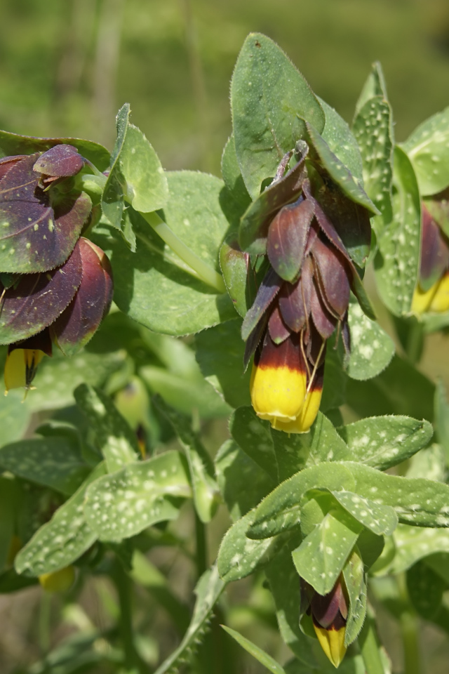 Выращивание растения восковник в саду