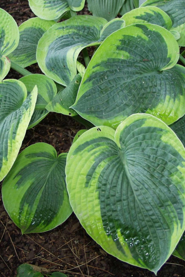 Выращивание растения хоста в саду