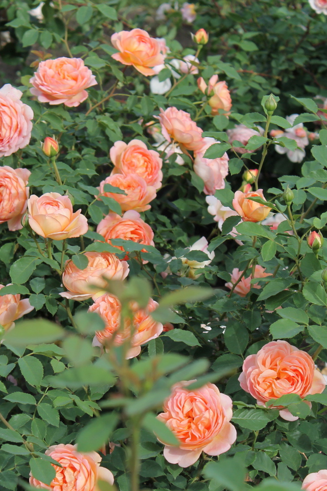 Выращивание кустарниковые розы в саду