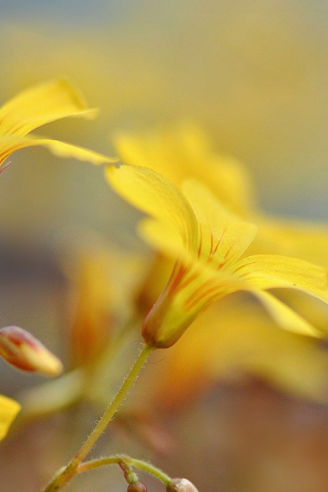 Pастущие желтые цветы