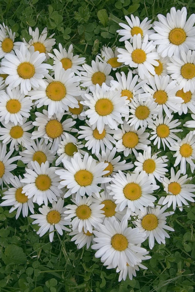 Сердце из цветов белые маргаритки