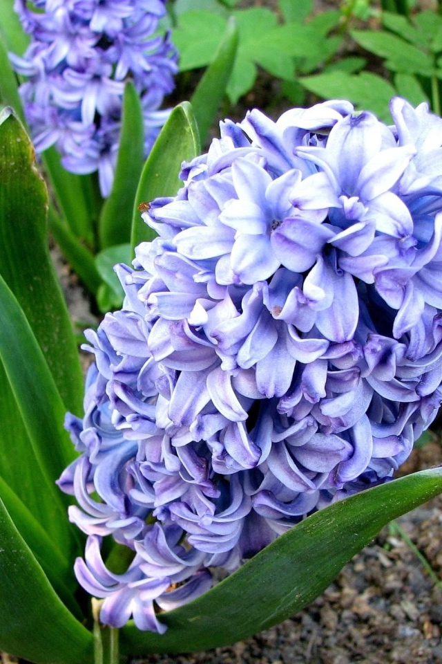 Цветы гиацинт весной на лужайке 