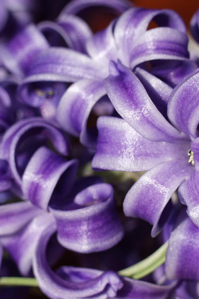 Цветы гиацинты расцвели в саду