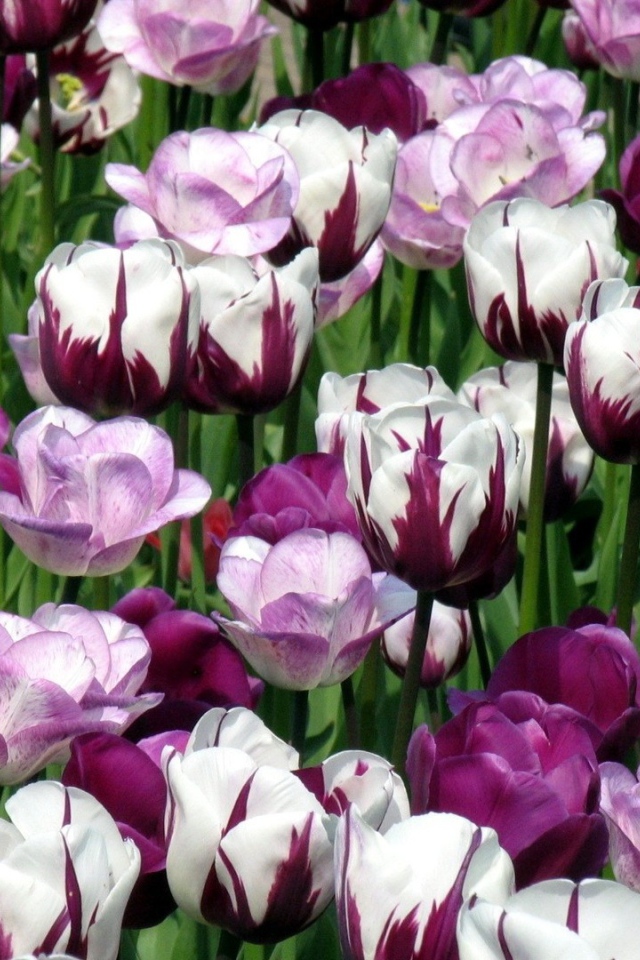 Гибридные тюльпаны