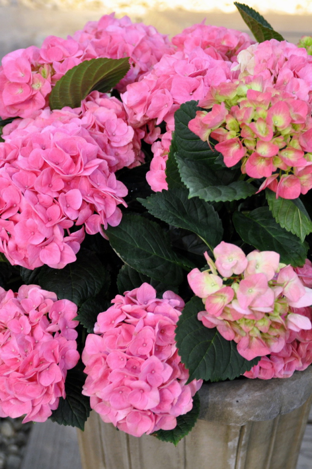 Выращивание цветов гортензия в горшке