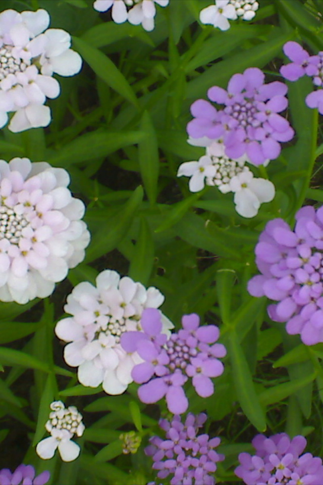 Красивые цветы иберис на клумбе в саду