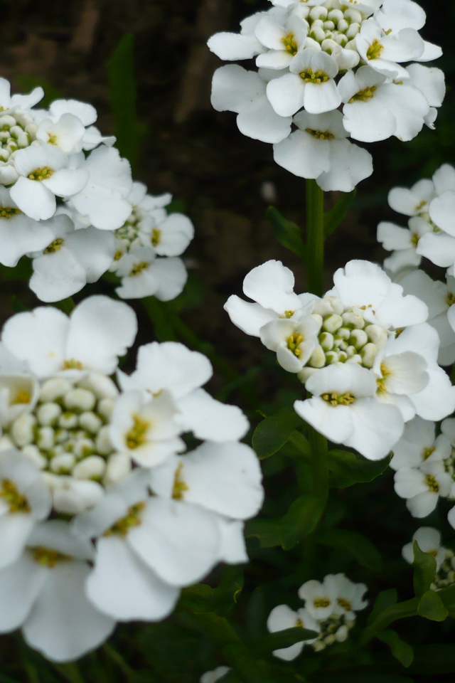 Красивые цветы иберис в саду