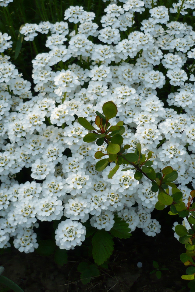 Красивый иберис в саду