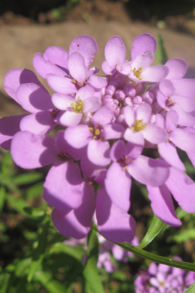 Выращивание цветов иберис в саду