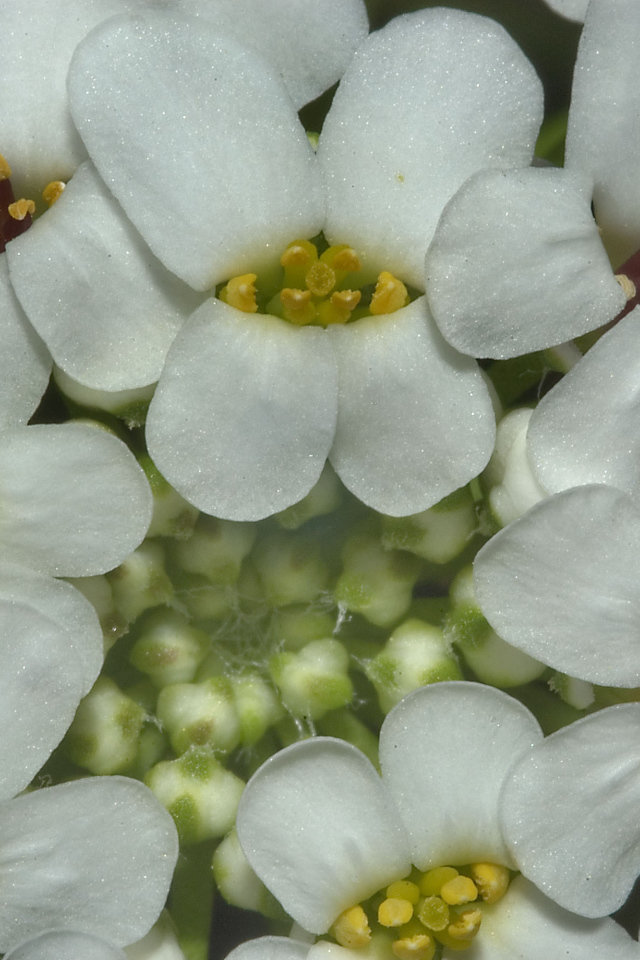 Садовые цветы иберис на дачном участке