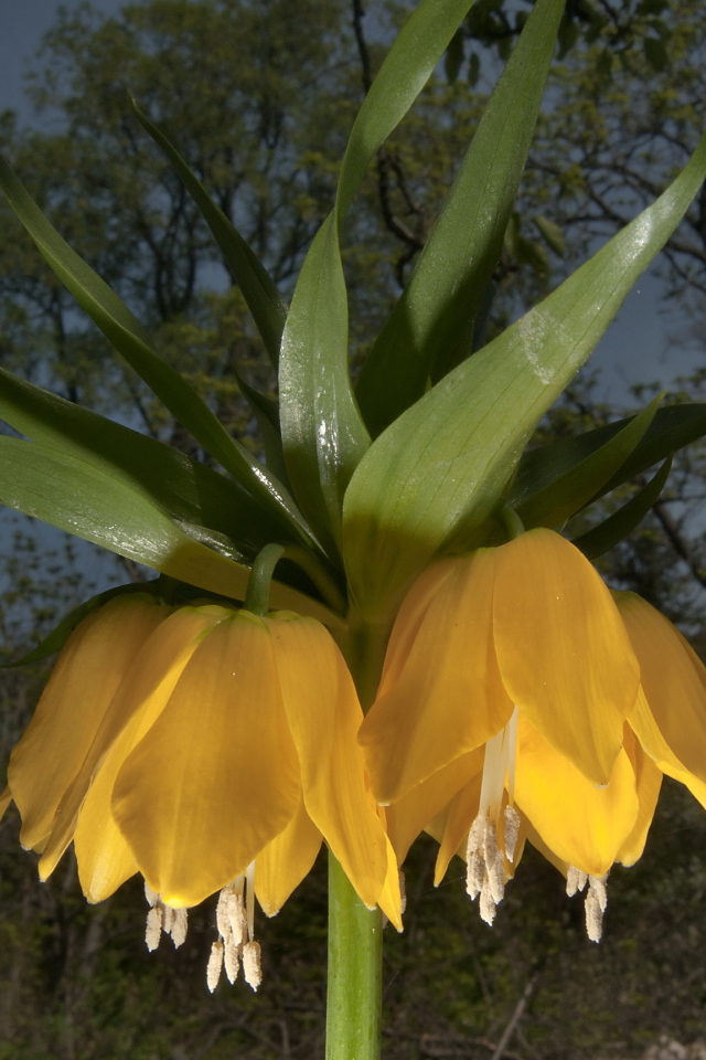Садовые цветы рябчик императорский на дачном участке