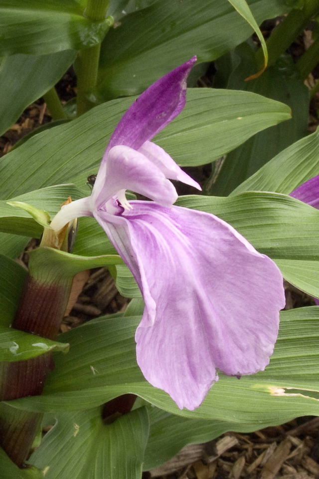 На поляне красивый цветок роскоя