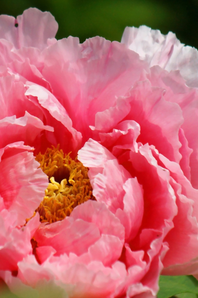 На поляне красивый цветок пион