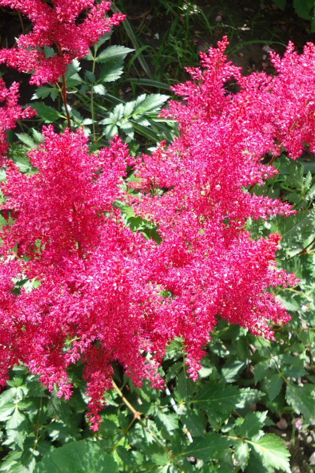 На поляне красивые цветы астильба