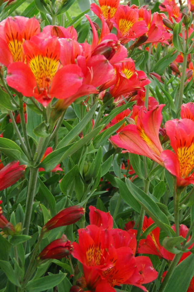 На поляне красивые цветы альстремерия