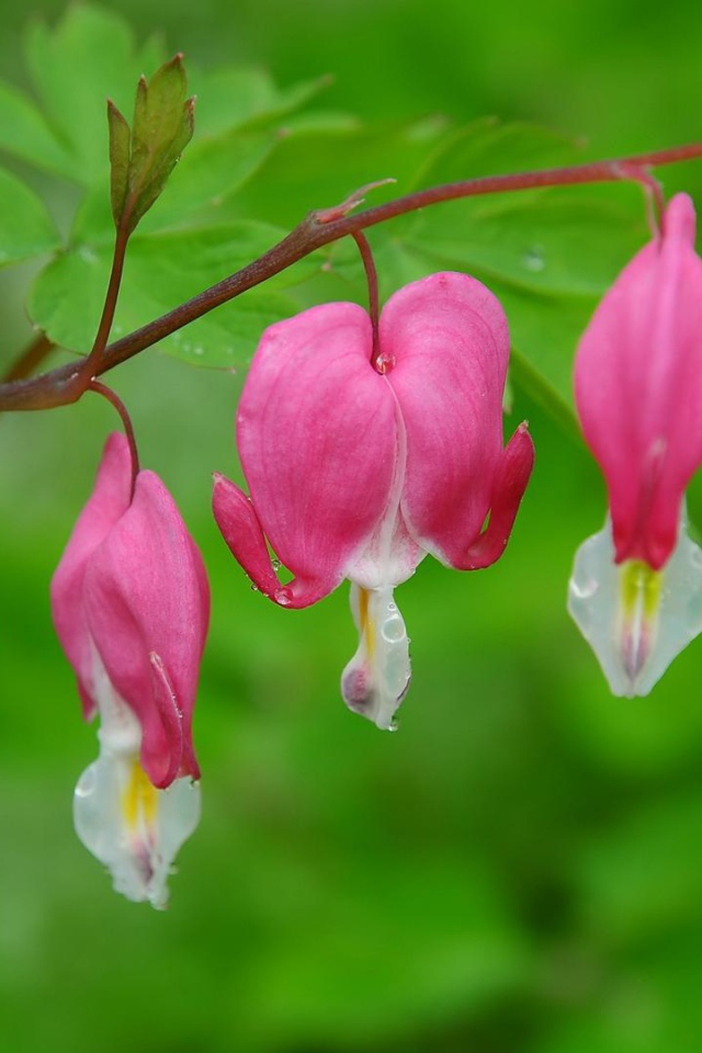 На поляне красивые цветы дицентра