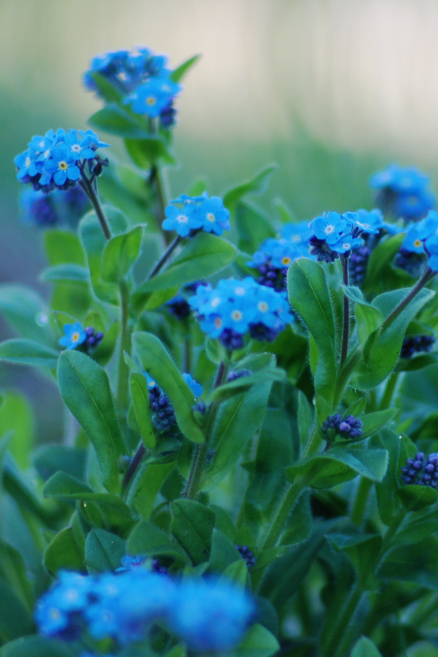 На поляне красивые цветы незабудки