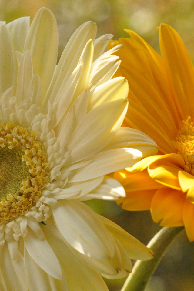 На поляне красивые цветы гербера