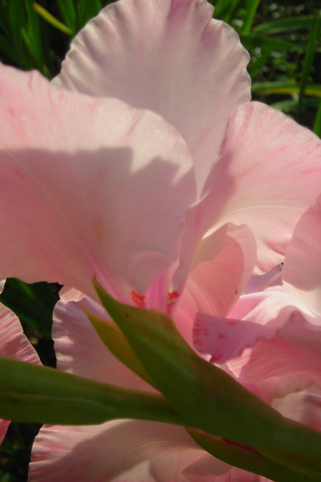 На поляне красивые цветы гладиолус