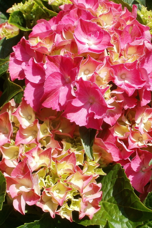 На поляне красивые цветы гортензия