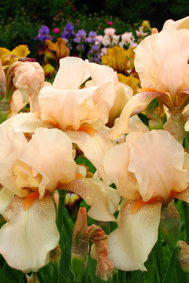 На поляне красивые цветы ирисы