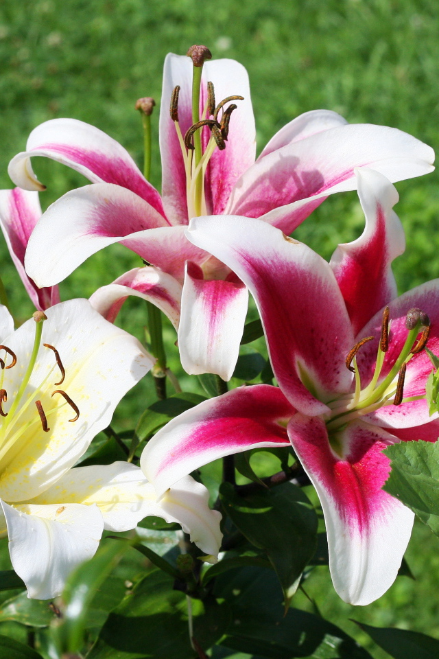 На поляне красивые цветы лилия