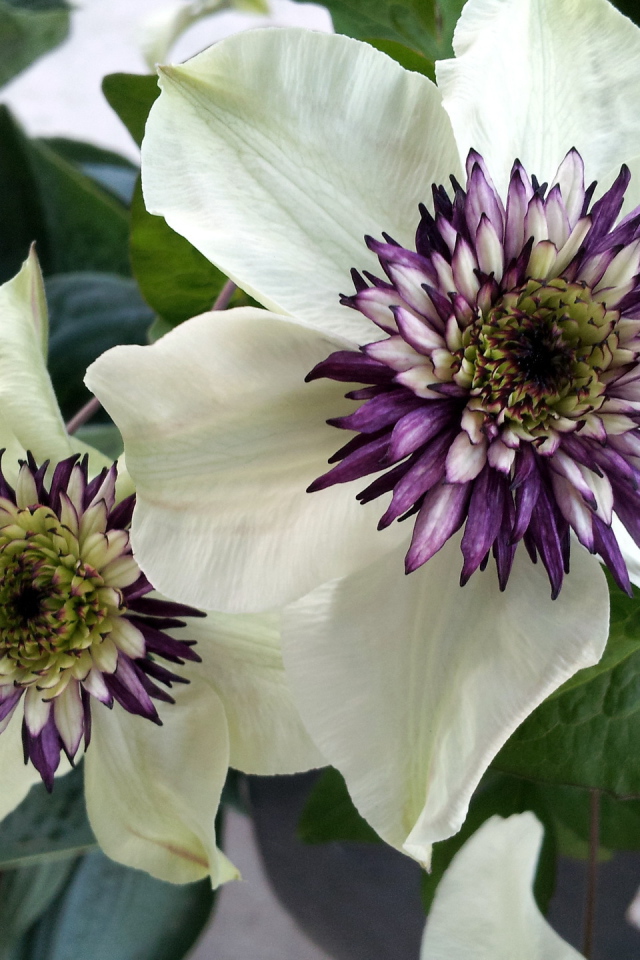 На поляне красивые цветы клематис