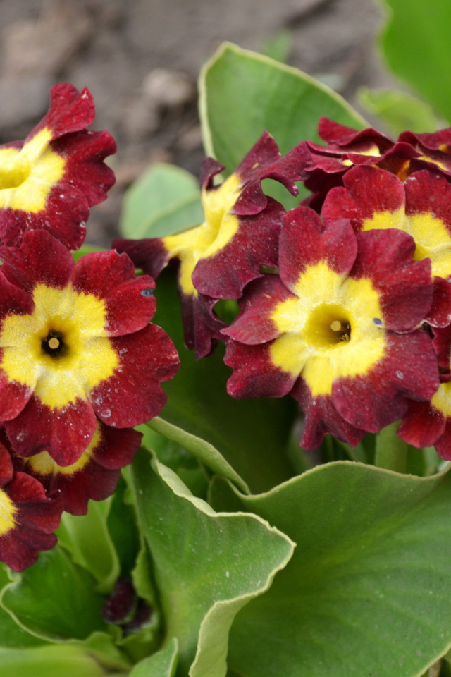 На поляне красивые цветы примула